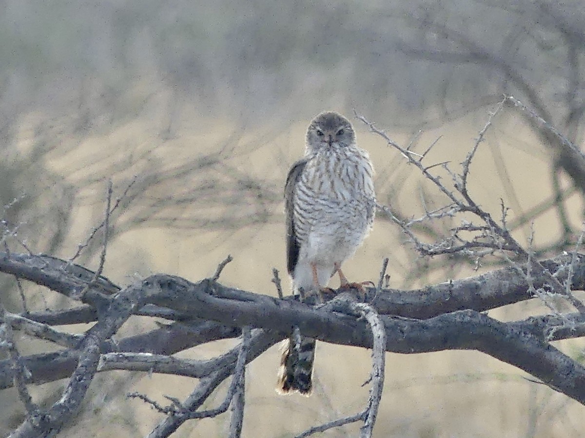 gabarhauk - ML646754769