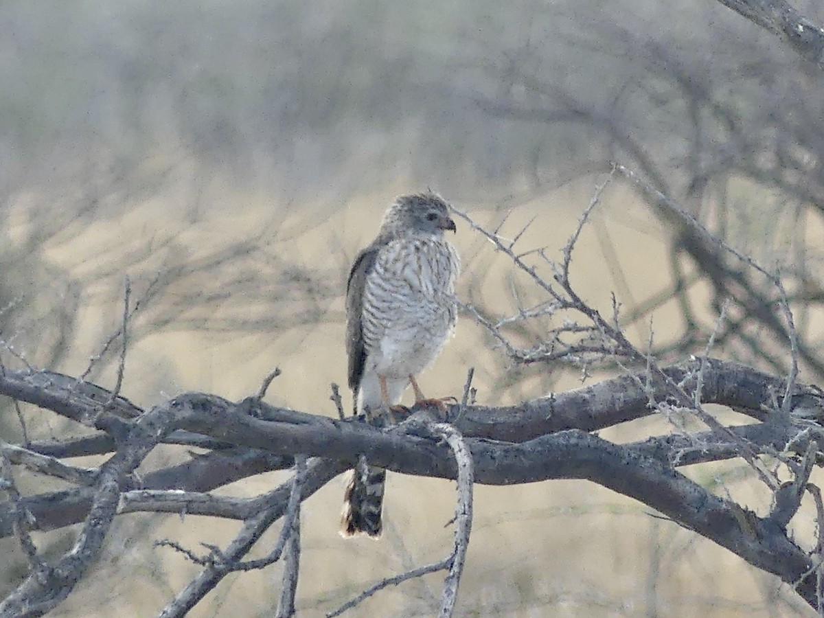 gabarhauk - ML646754770