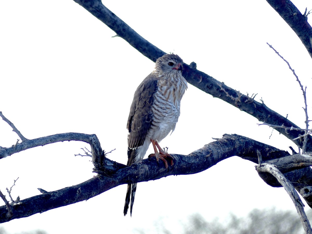 gabarhauk - ML646754771