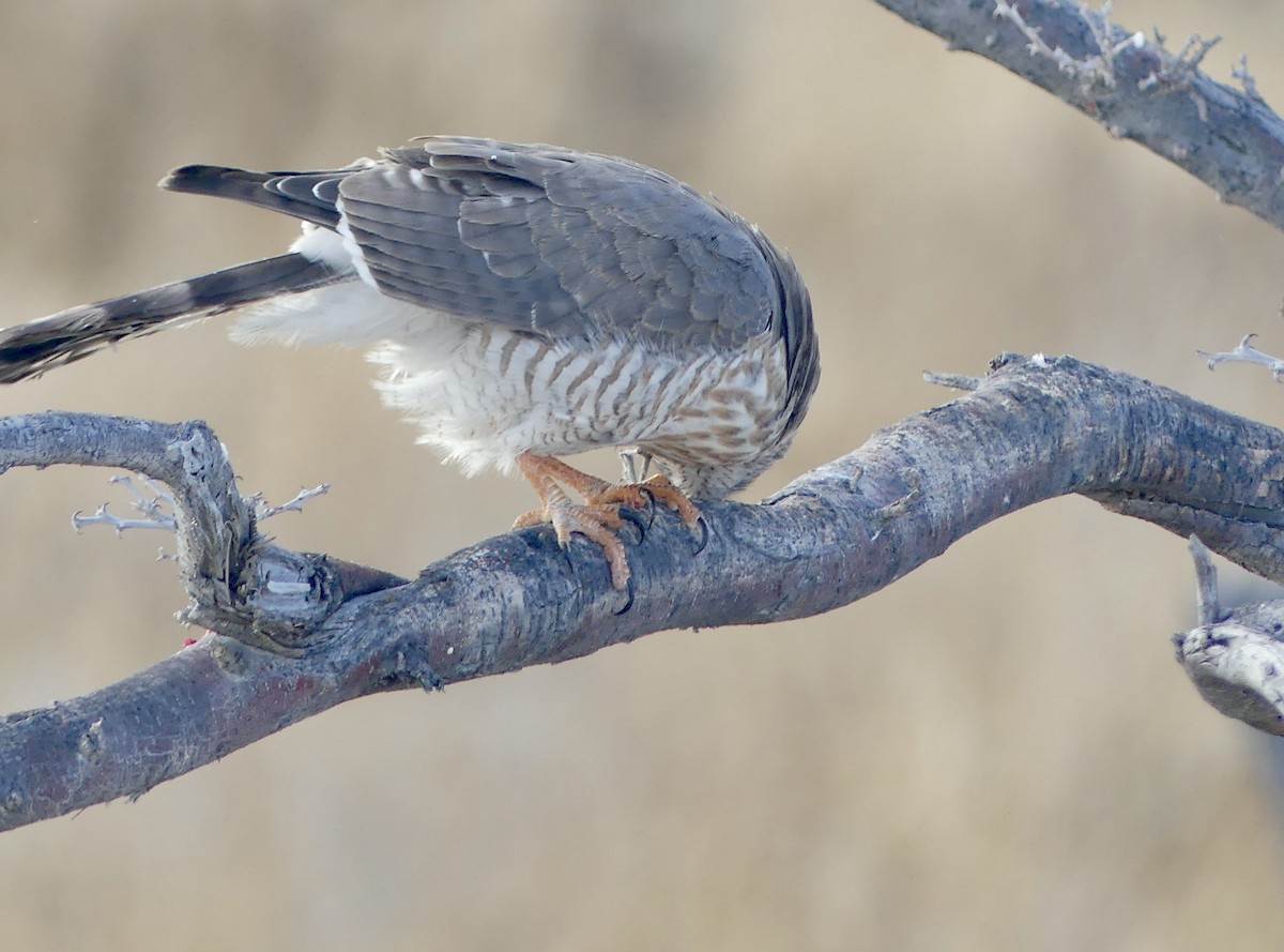 gabarhauk - ML646754772