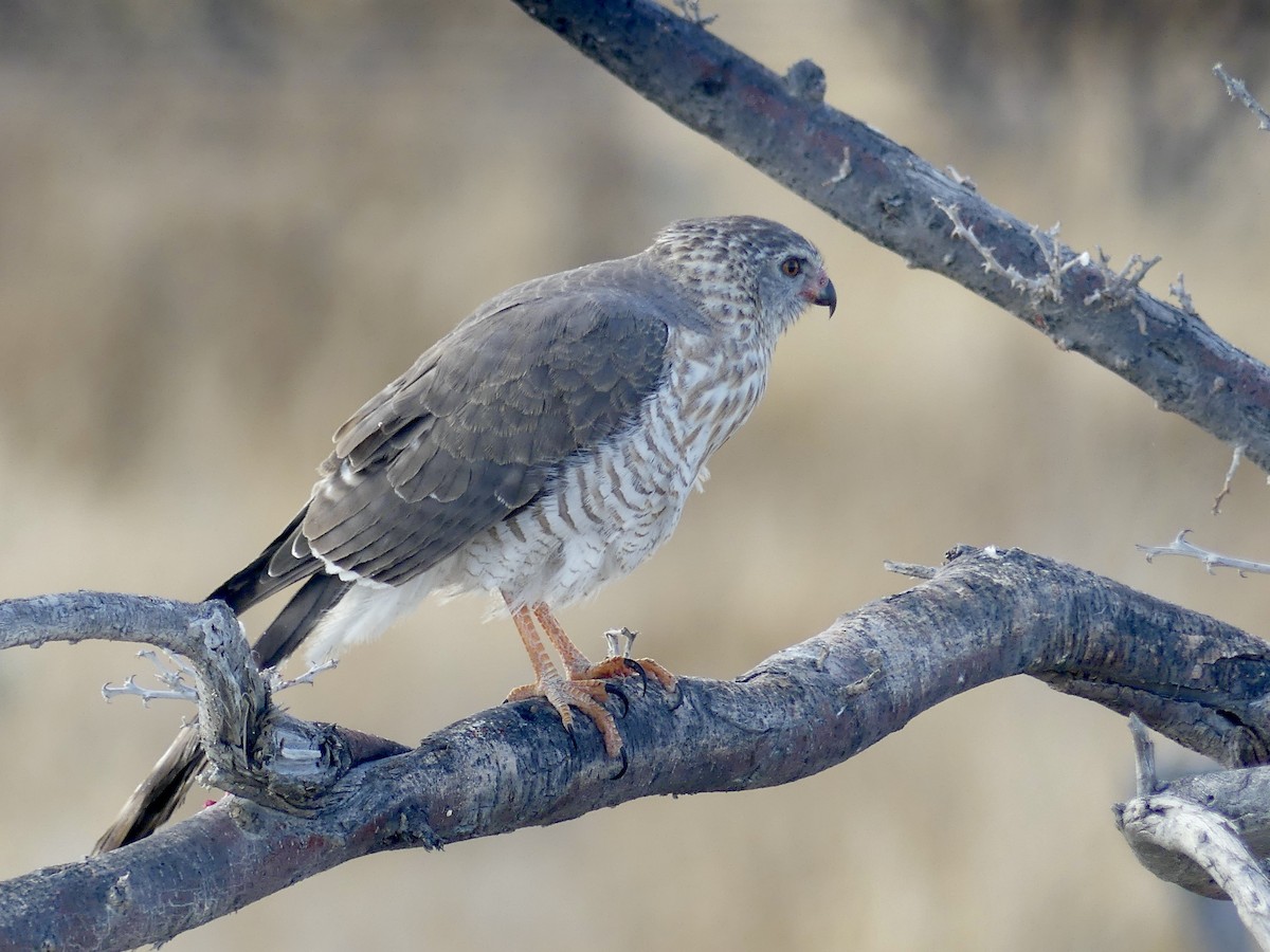 gabarhauk - ML646754775