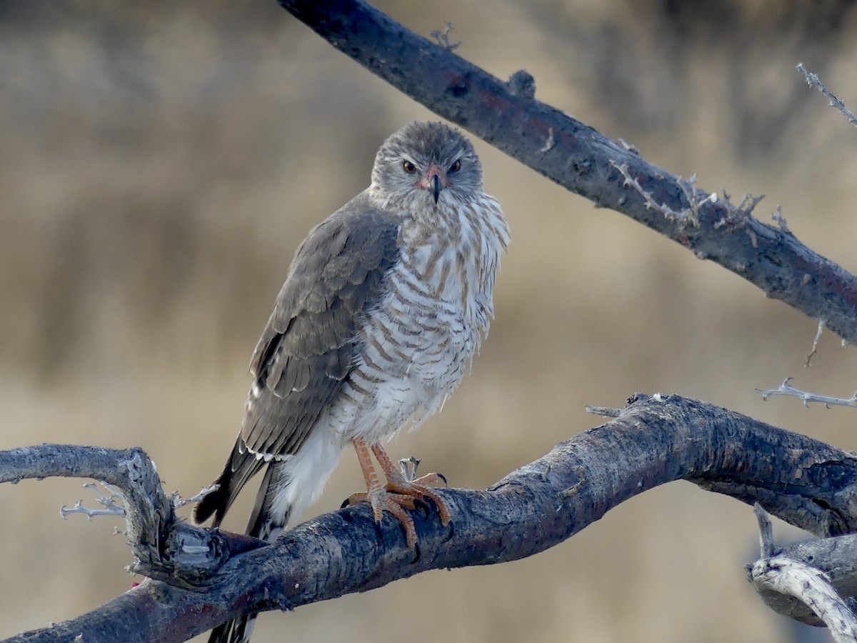 gabarhauk - ML646754778