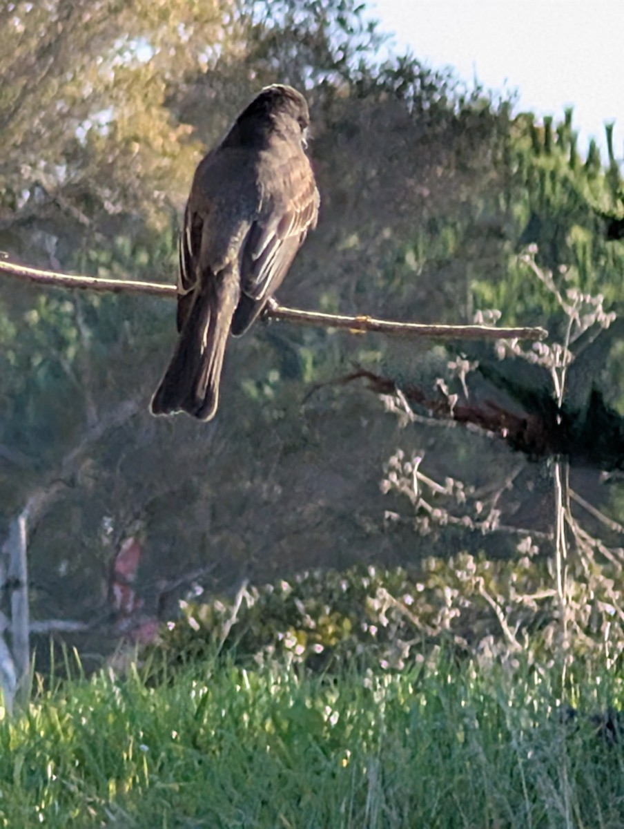 Black Phoebe - ML646754787