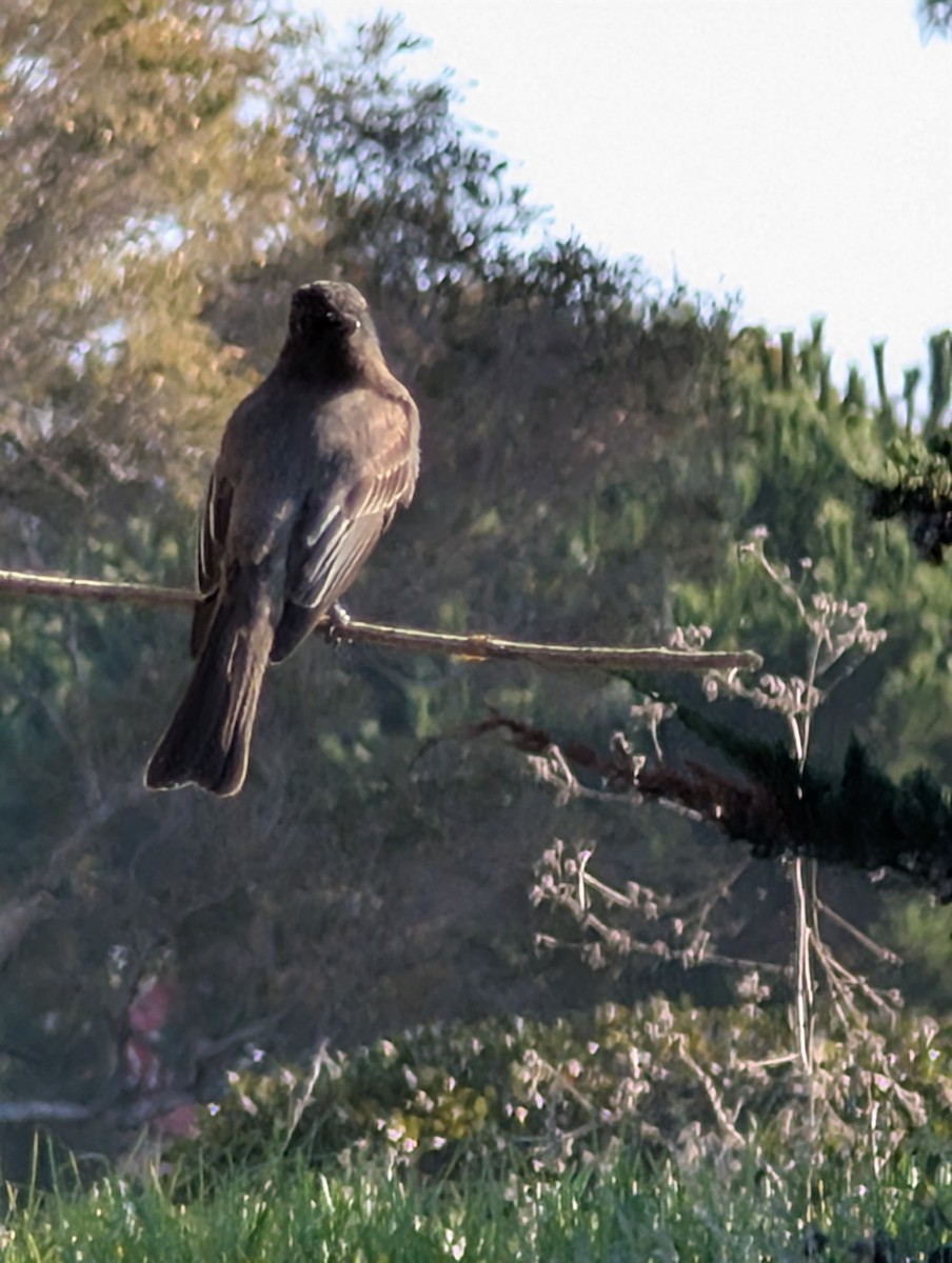 Black Phoebe - ML646754788