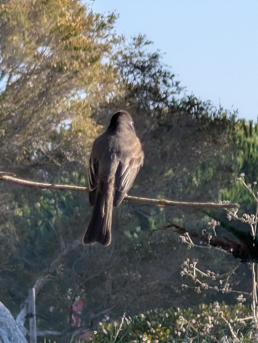 Black Phoebe - ML646754789