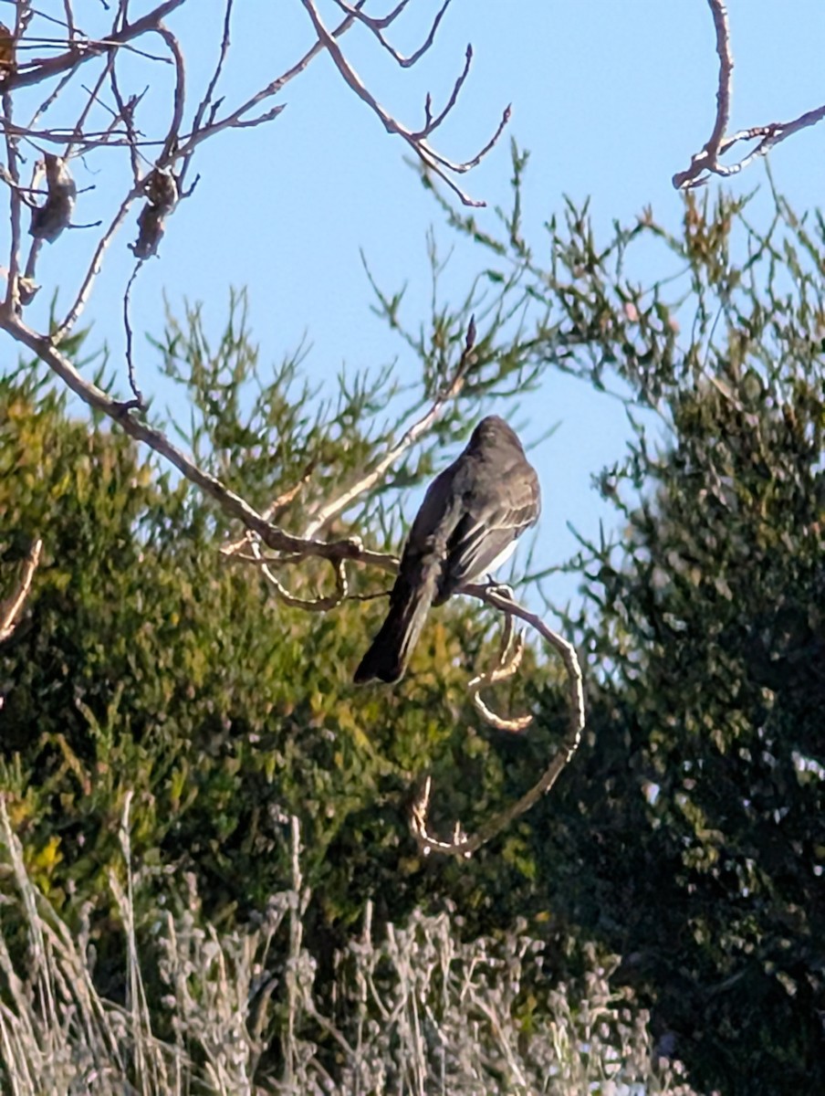 Black Phoebe - ML646754790