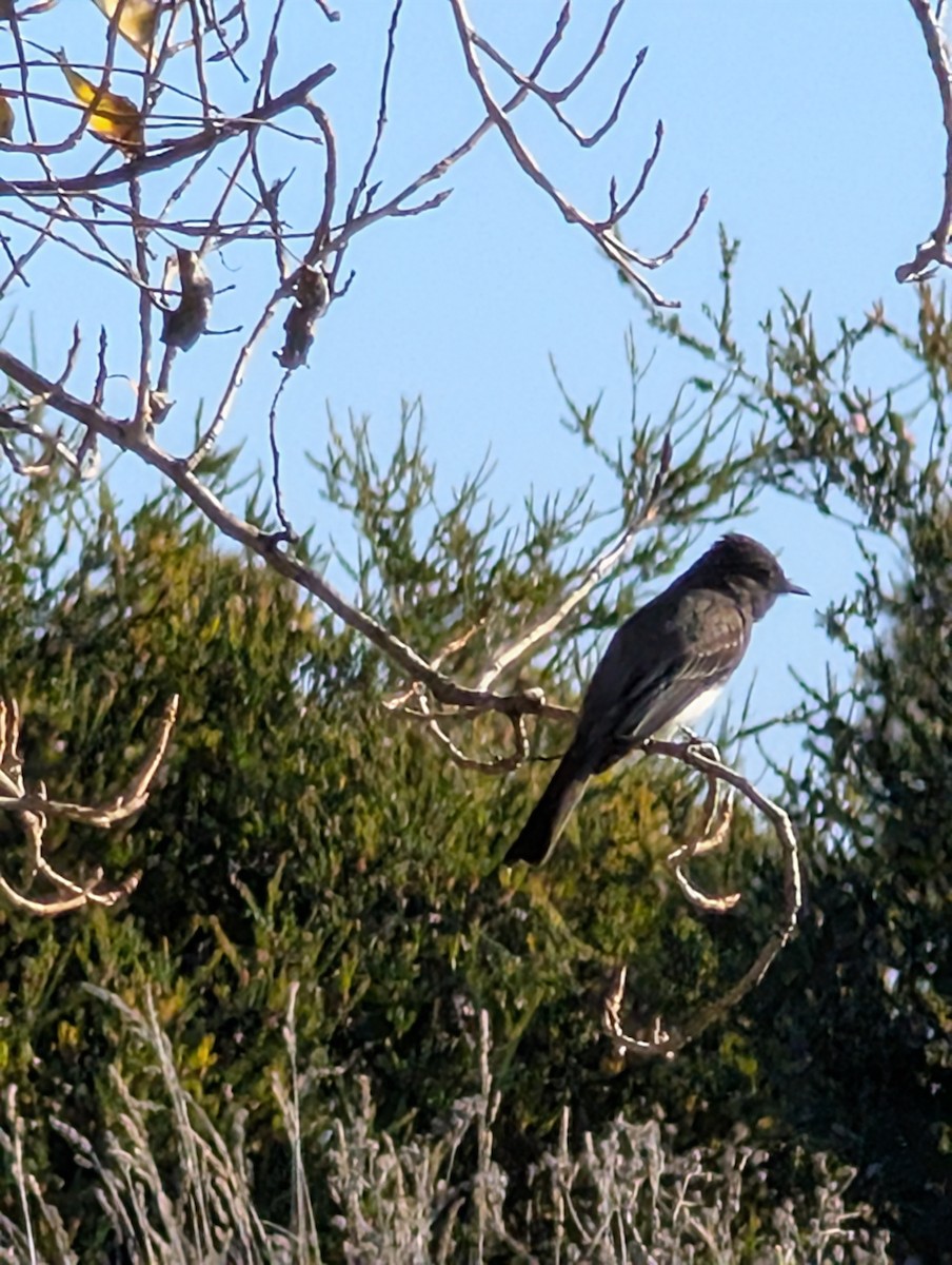 Black Phoebe - ML646754791