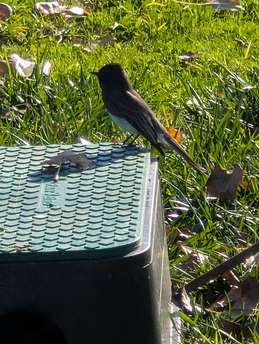 Black Phoebe - ML646754792