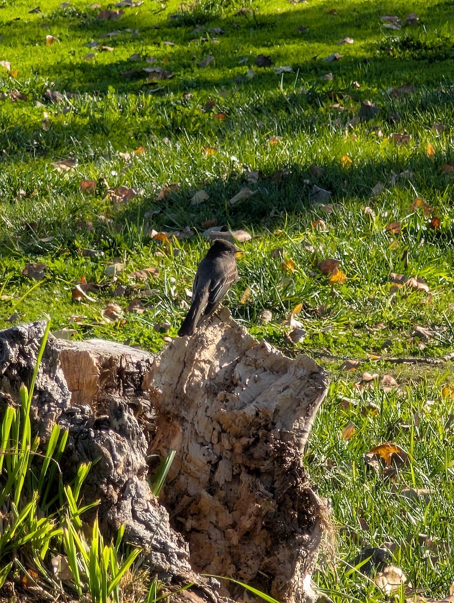 Black Phoebe - ML646754793