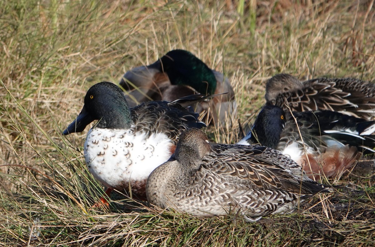 Cuchara Común - ML646754795