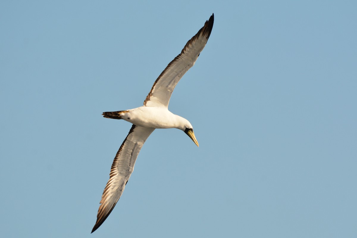 Masked Booby - ML646754801
