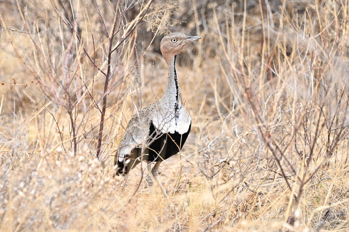 bruntopptrappe - ML646754804