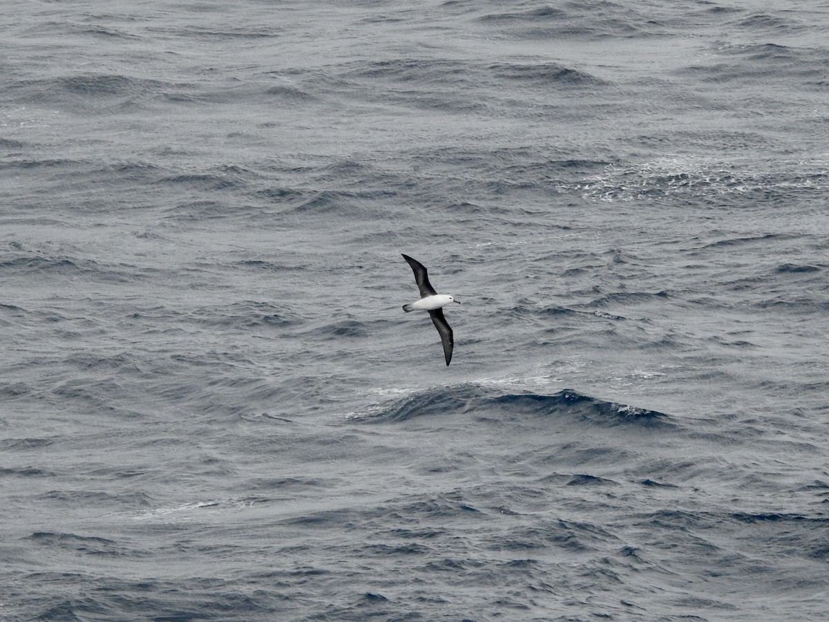 svartbrynalbatross - ML646754809