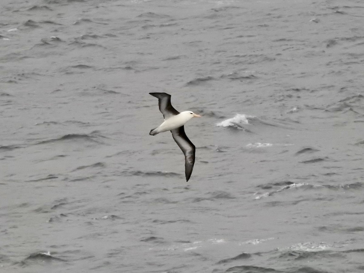 svartbrynalbatross - ML646754810