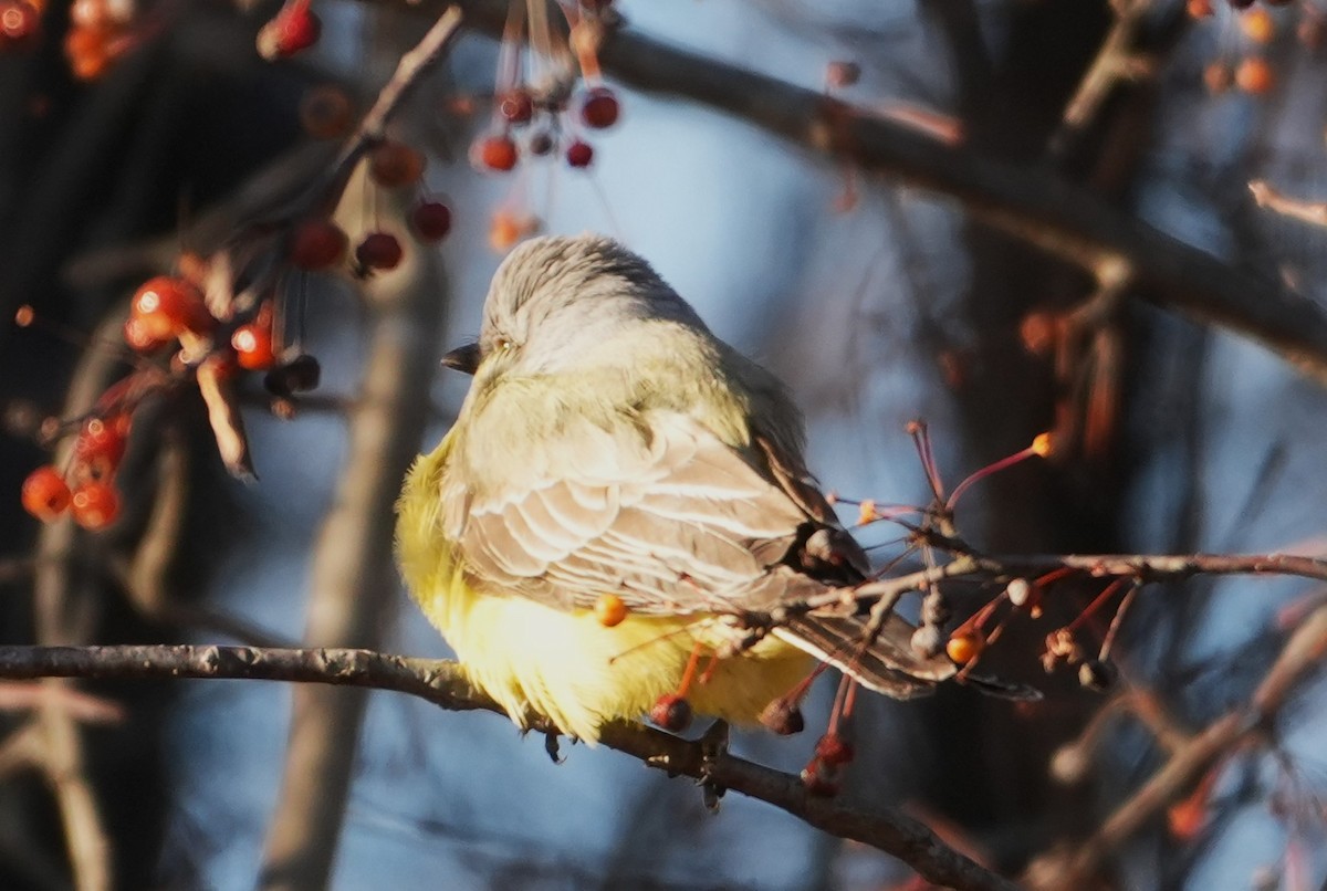 Western Kingbird - ML646754818