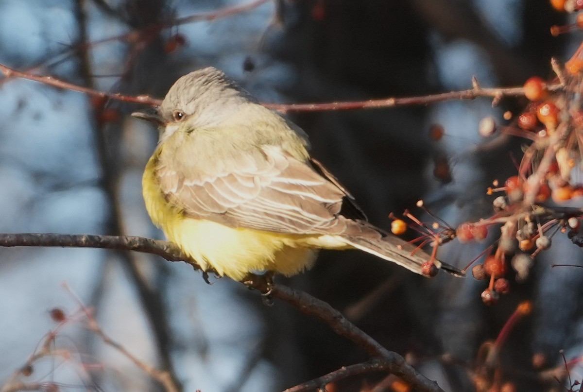 Western Kingbird - ML646754819