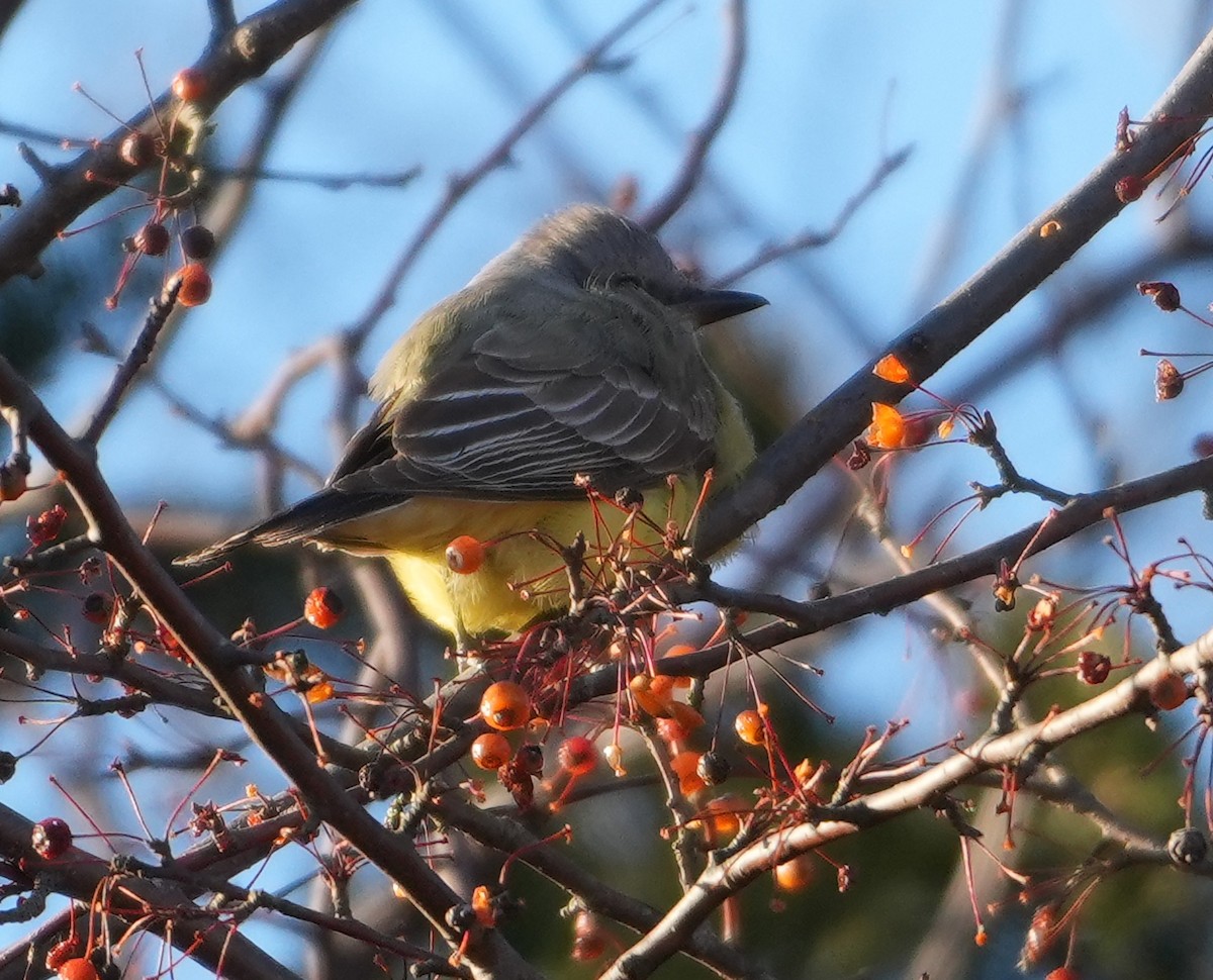 Western Kingbird - ML646754820