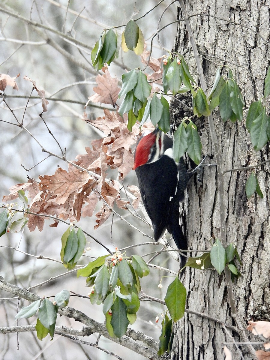 Pileated Woodpecker - ML646754829