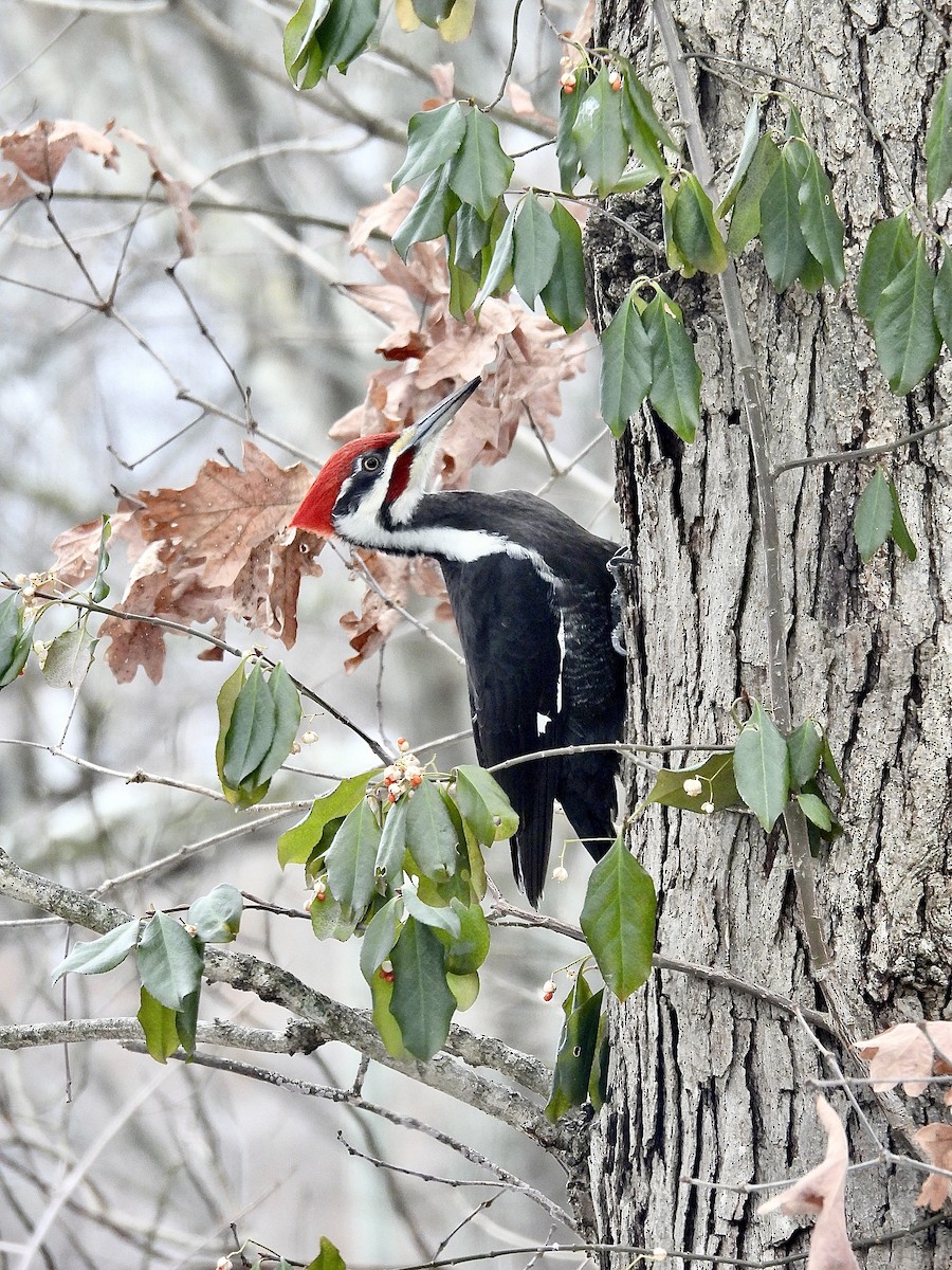 Pileated Woodpecker - ML646754832