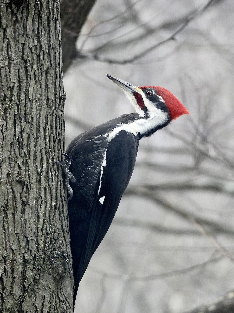 Pileated Woodpecker - ML646754833