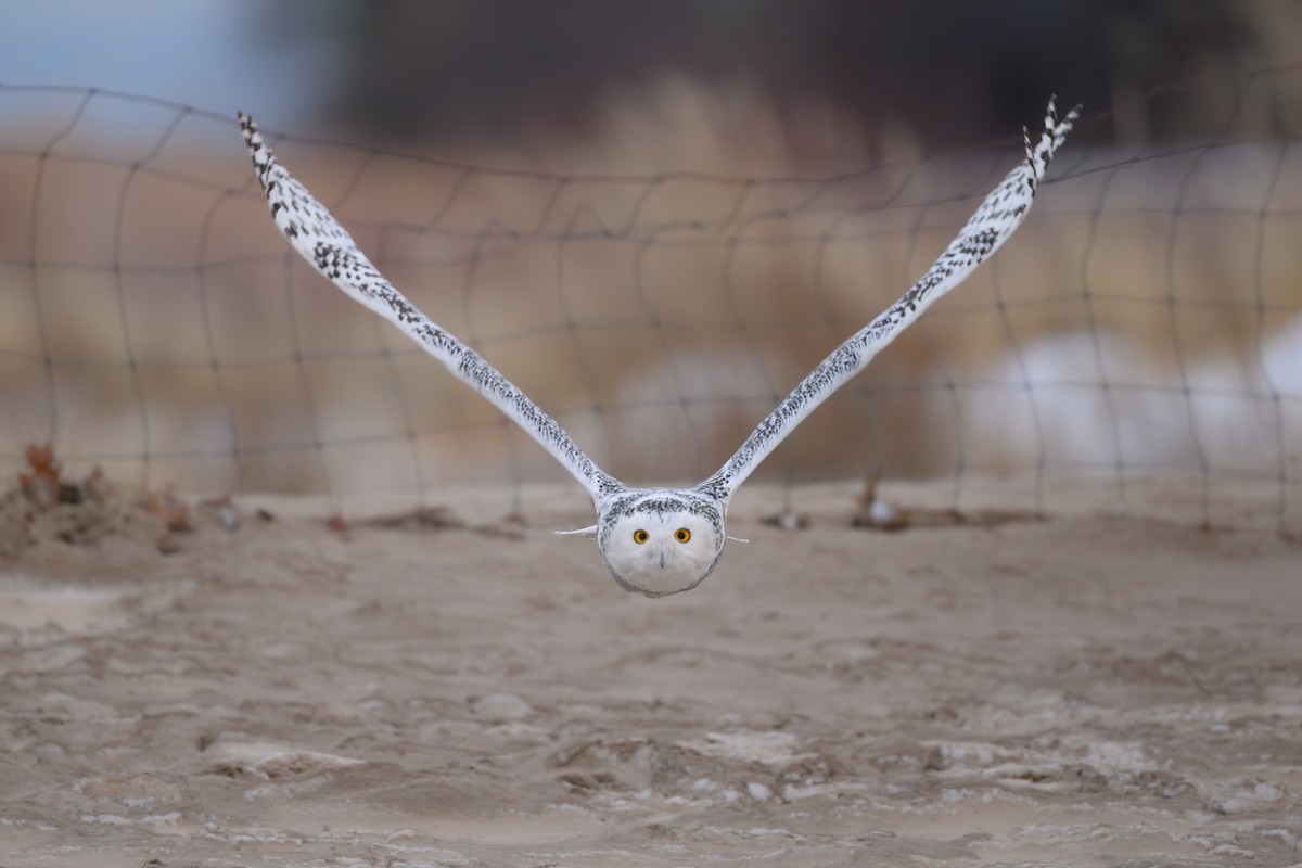 Snowy Owl - ML646754834