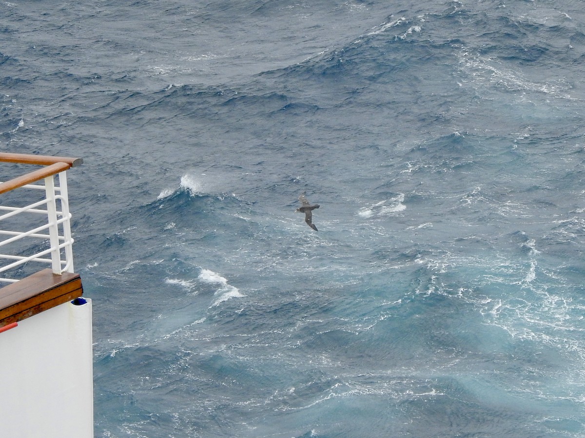 sørkjempepetrell/nordkjempepetrell - ML646754837