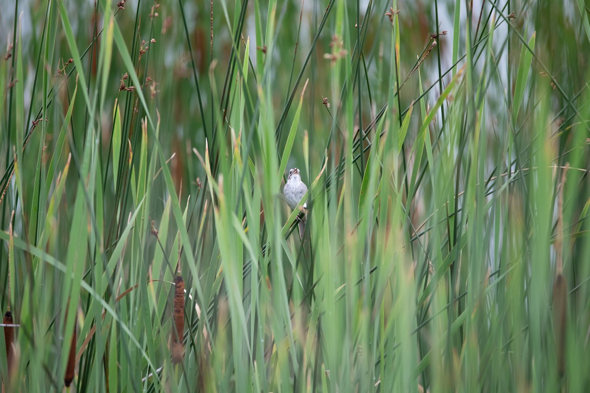 Swamp Sparrow - ML646754839