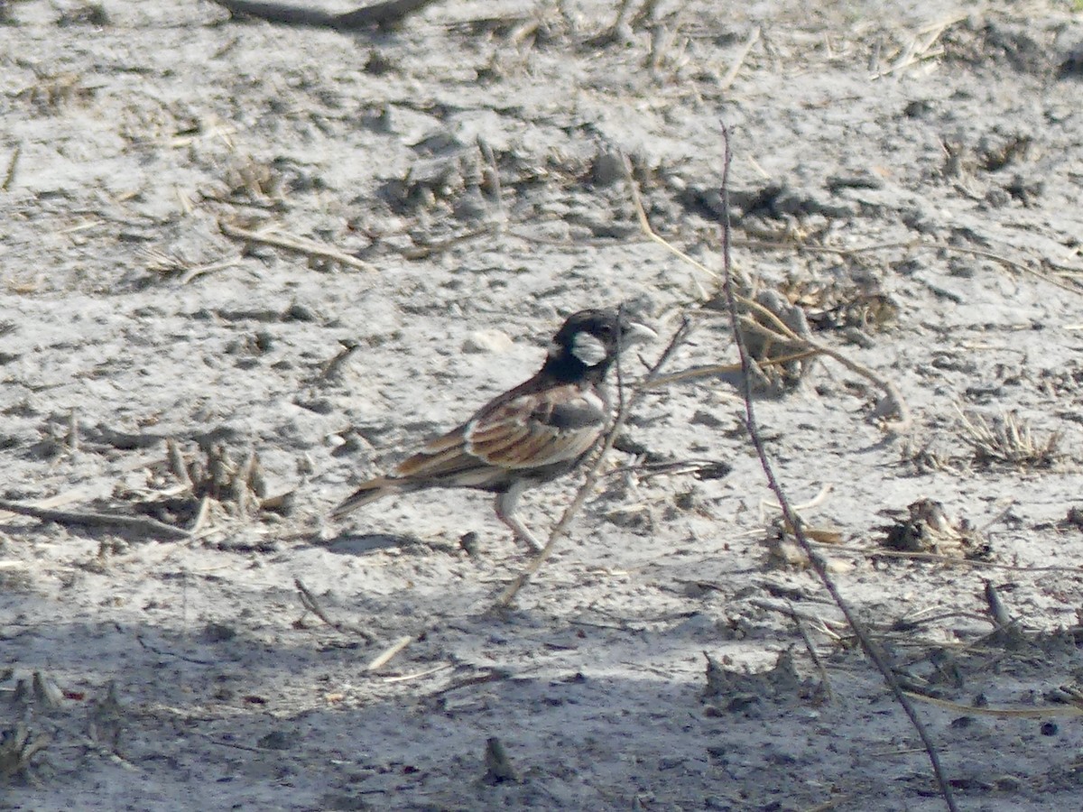 skřivan bělouchý - ML646754840