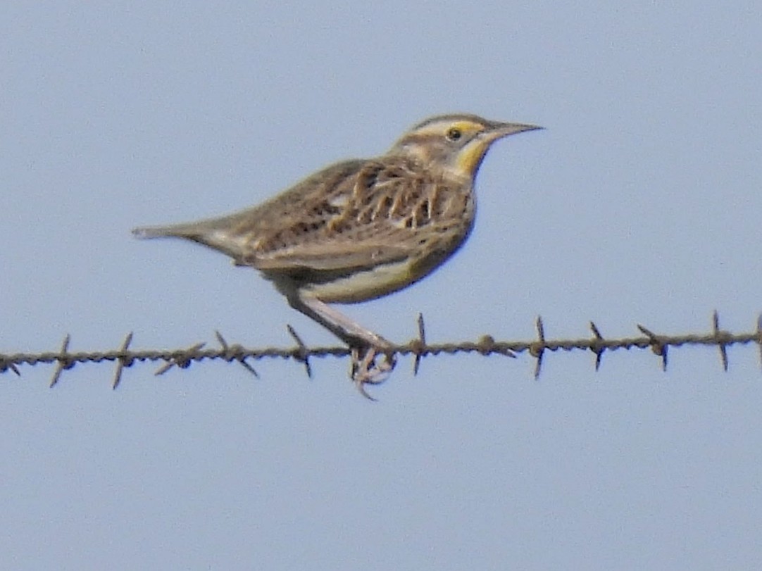 Western Meadowlark - ML646754841