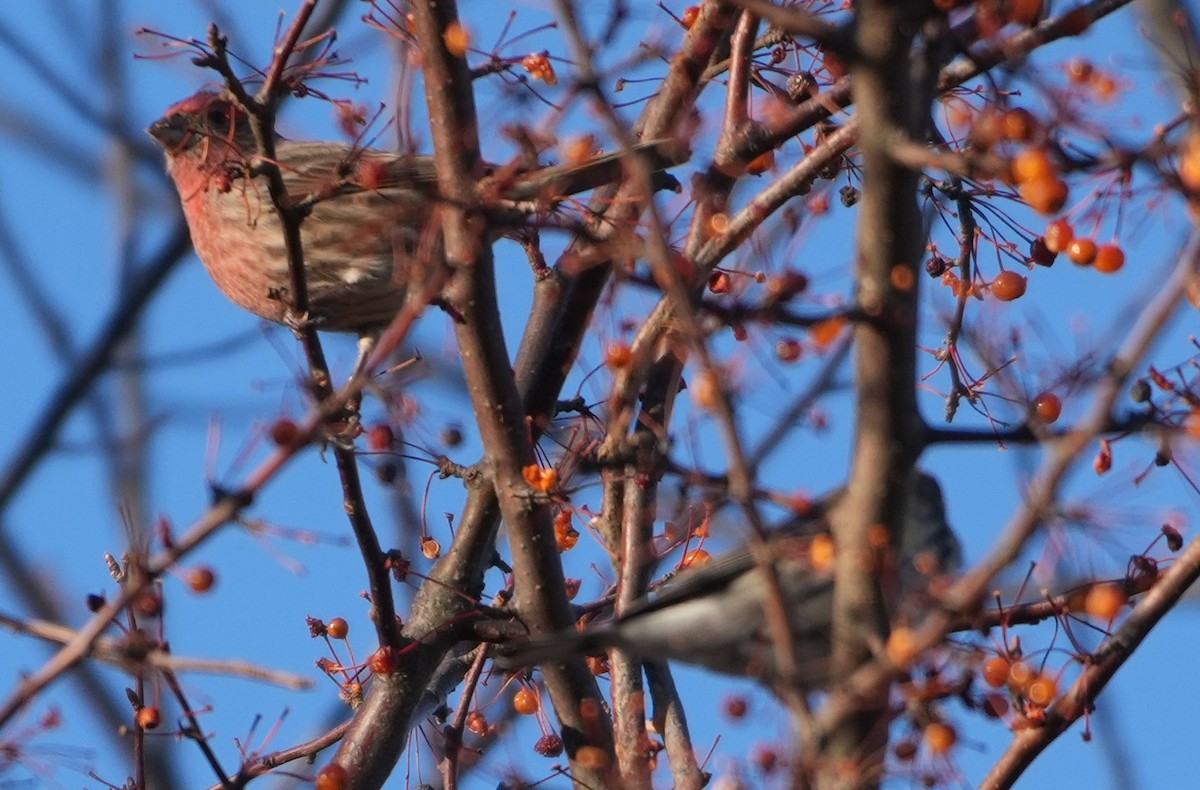 House Finch - ML646754842