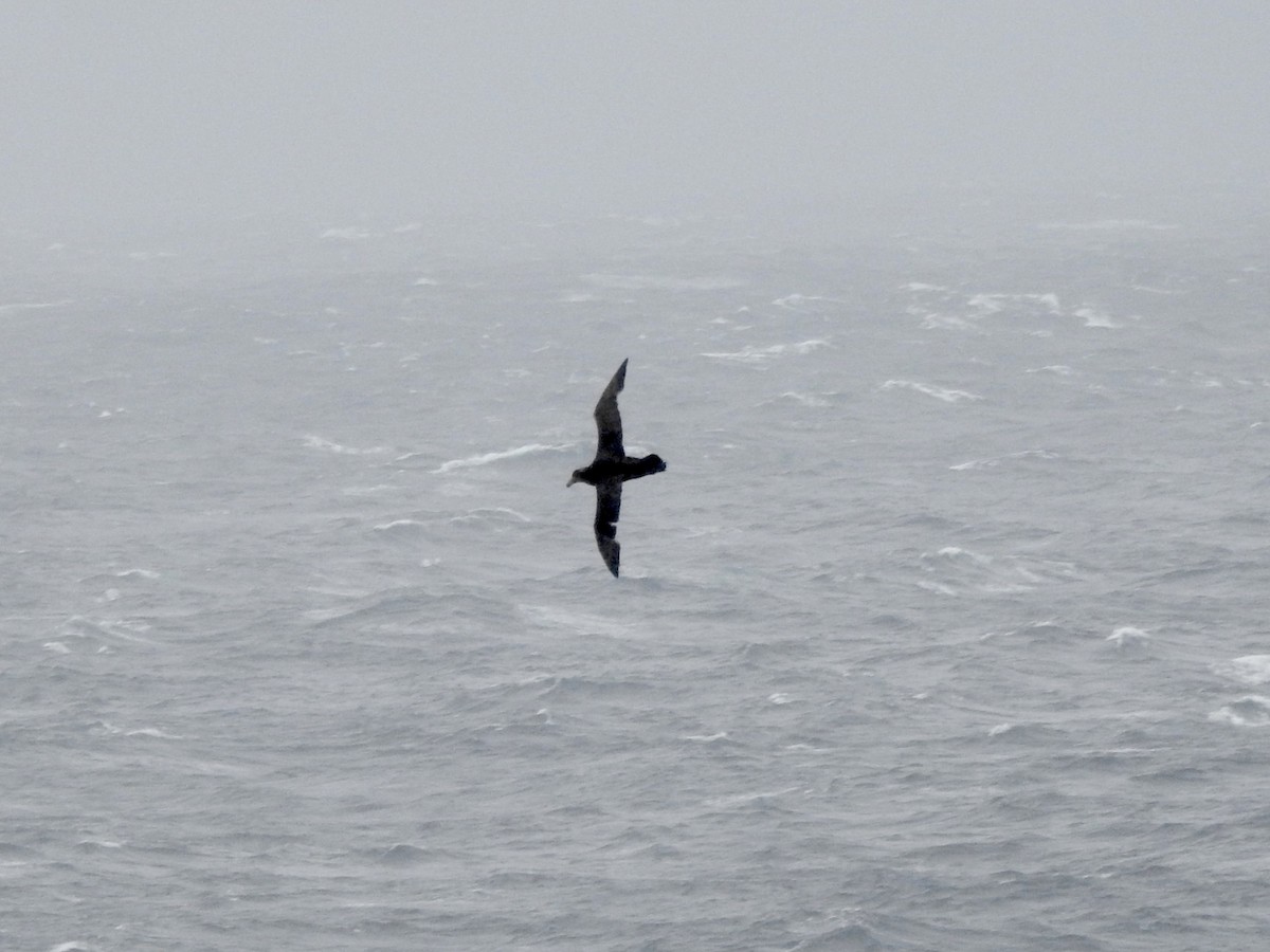 sørkjempepetrell/nordkjempepetrell - ML646754843