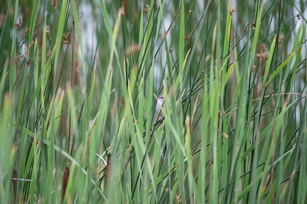 Swamp Sparrow - ML646754844