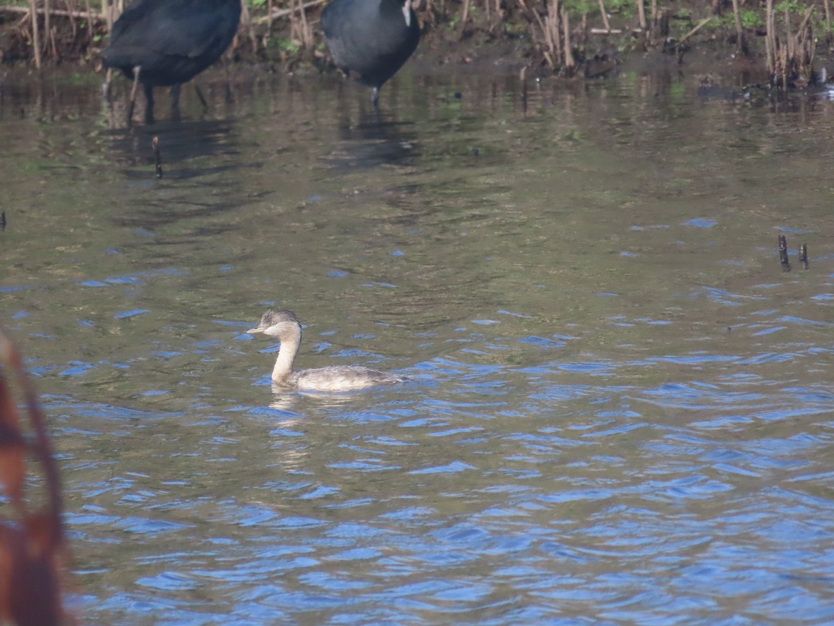 Hoary-headed Grebe - ML646754845