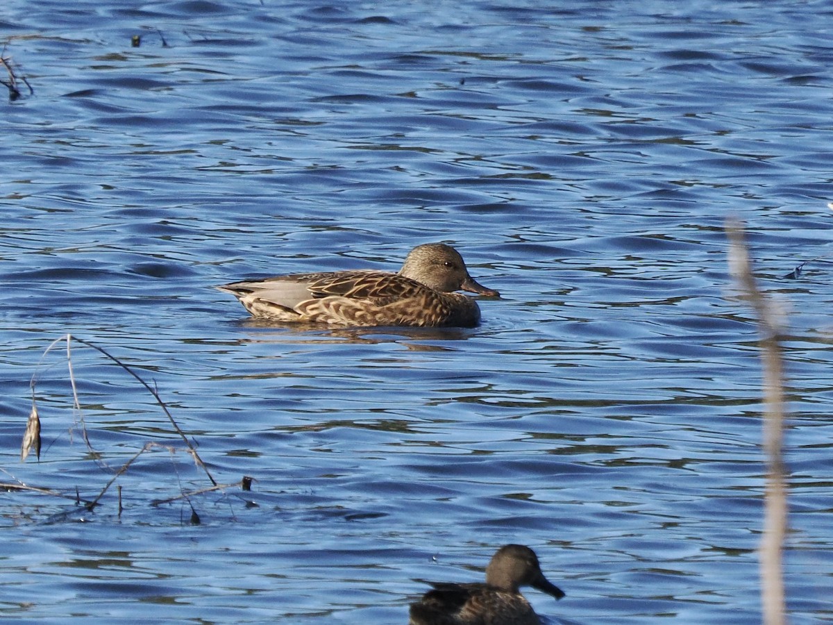 Boz Ördek - ML646754854