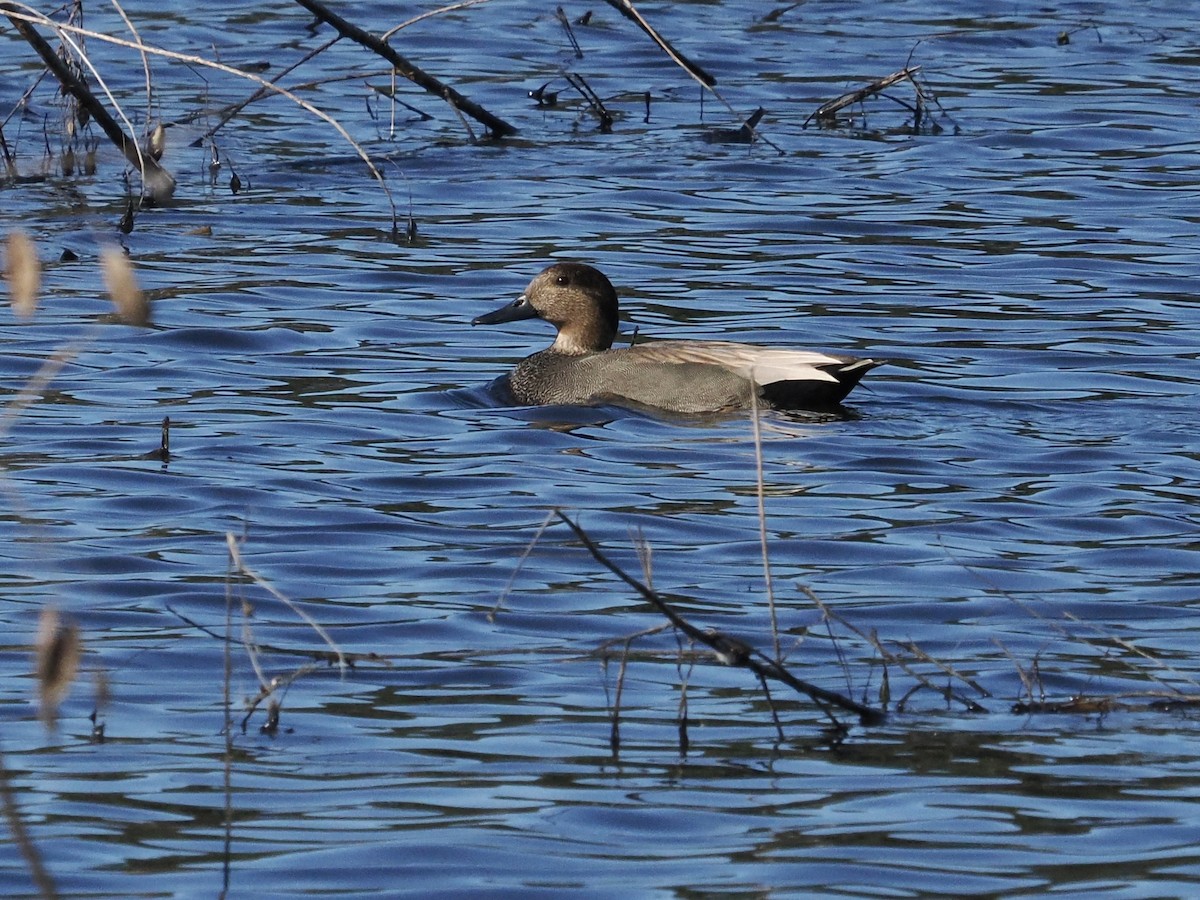 Boz Ördek - ML646754855