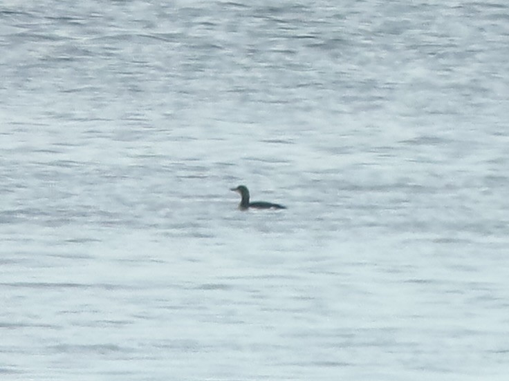 Чернозобая гагара - ML646754856