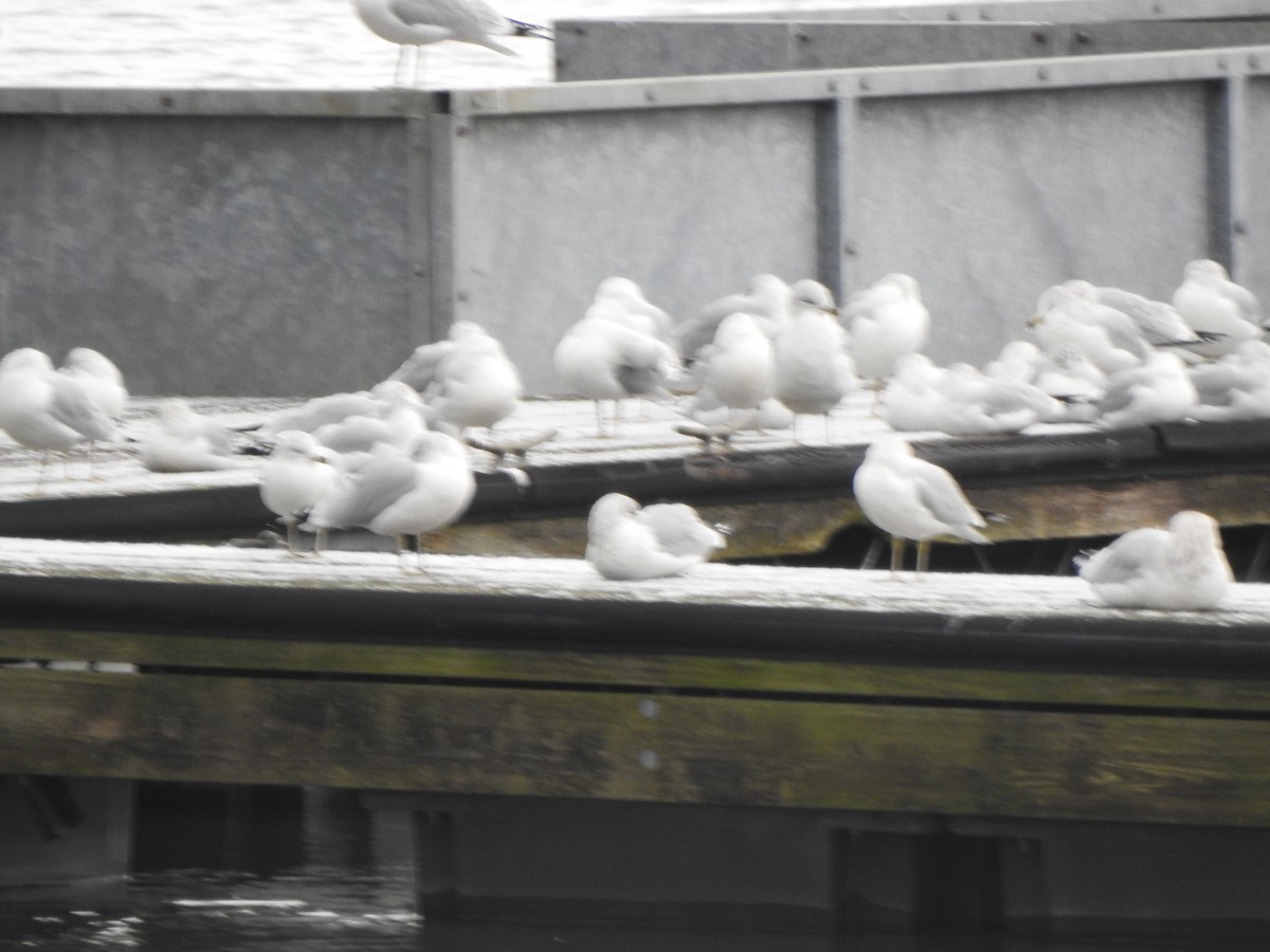 Ring-billed Gull - ML646754857