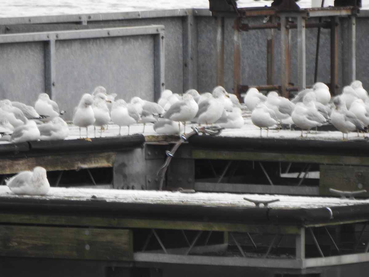 Ring-billed Gull - ML646754858