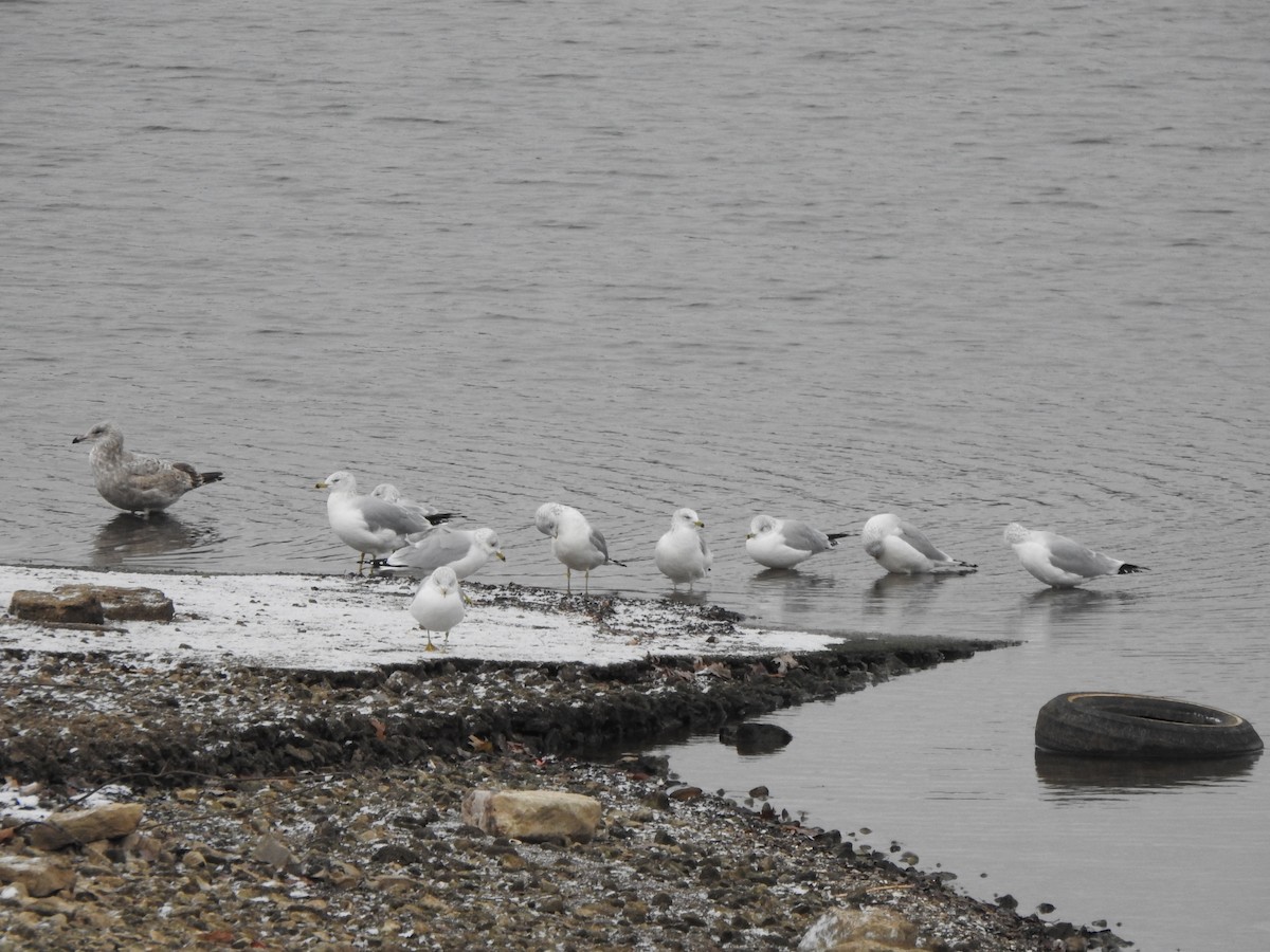 Ring-billed Gull - ML646754859