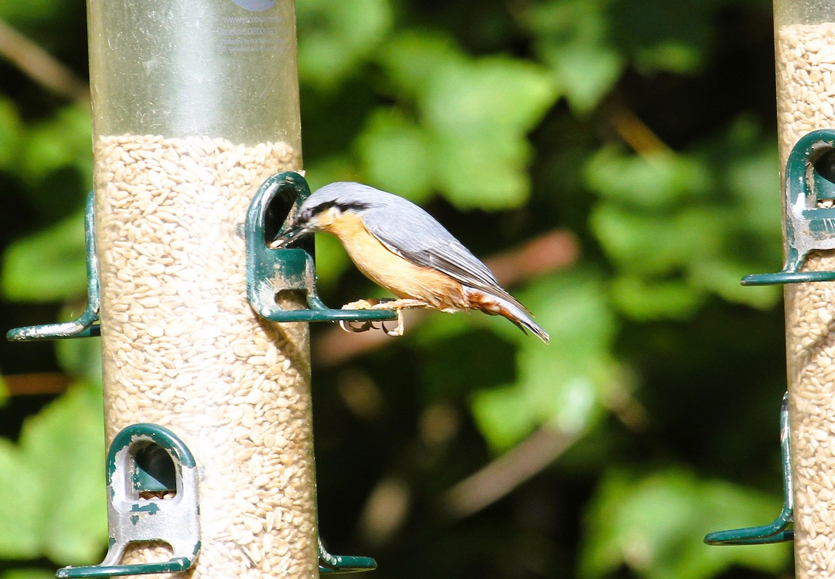 Garrapo eurasiarra - ML646754860