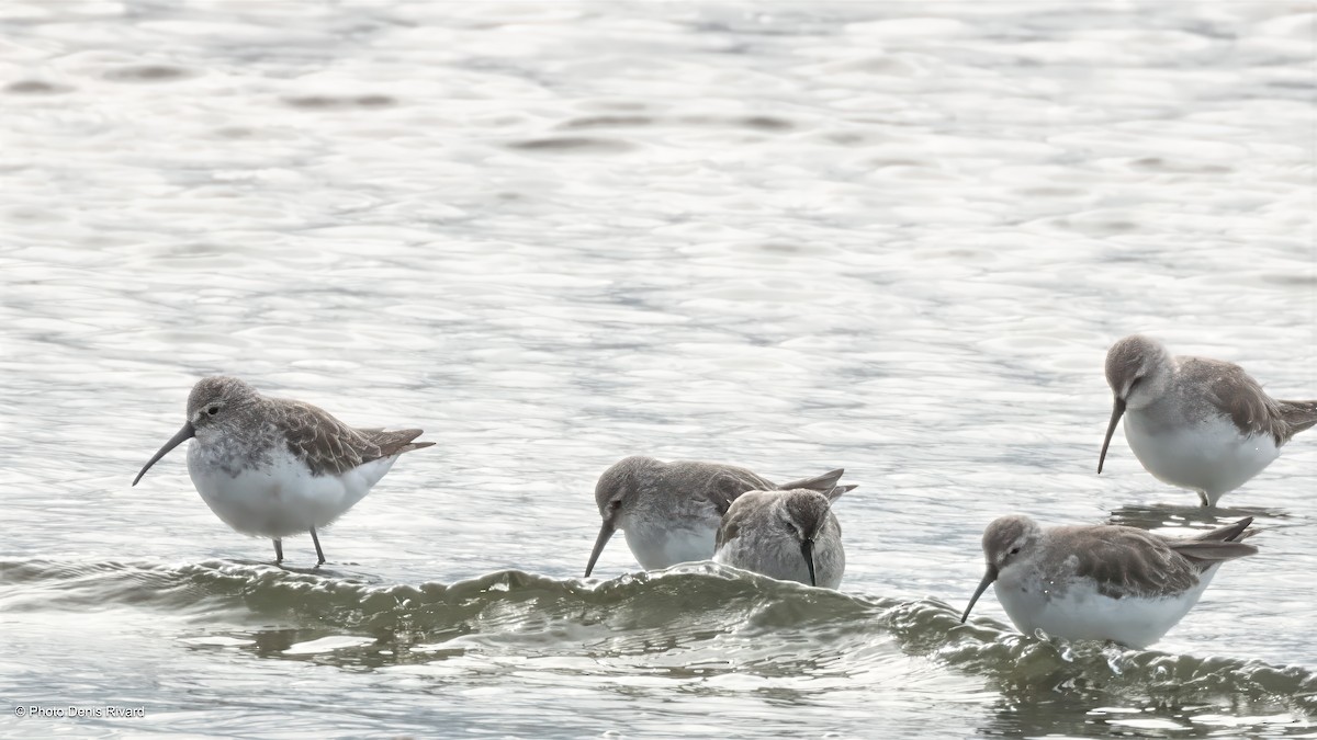 Curlew Sandpiper - ML646754861