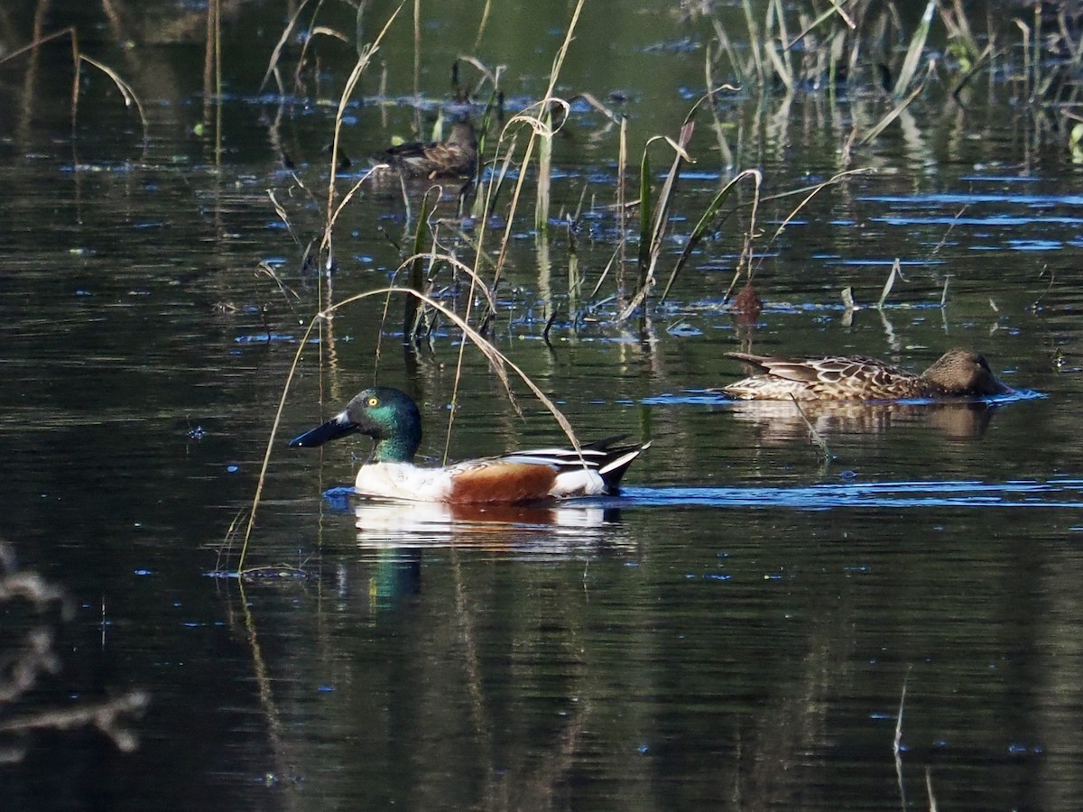 Northern Shoveler - ML646754862