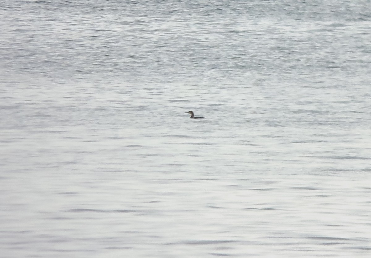 Чернозобая гагара - ML646754867