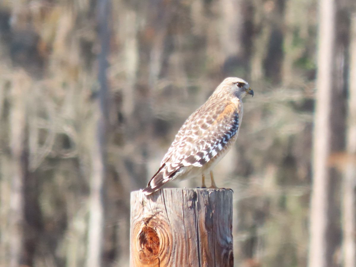 Red-shouldered Hawk - ML646754868
