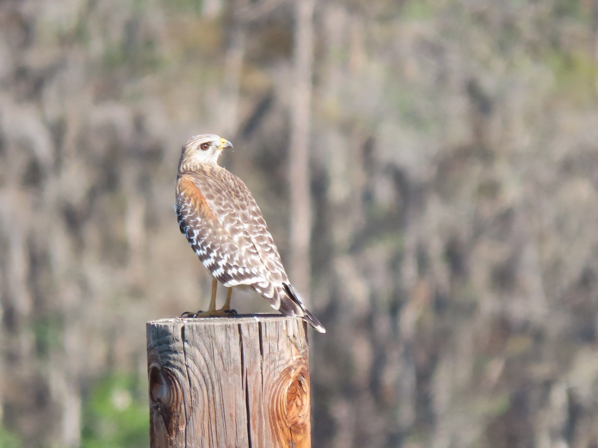Red-shouldered Hawk - ML646754869