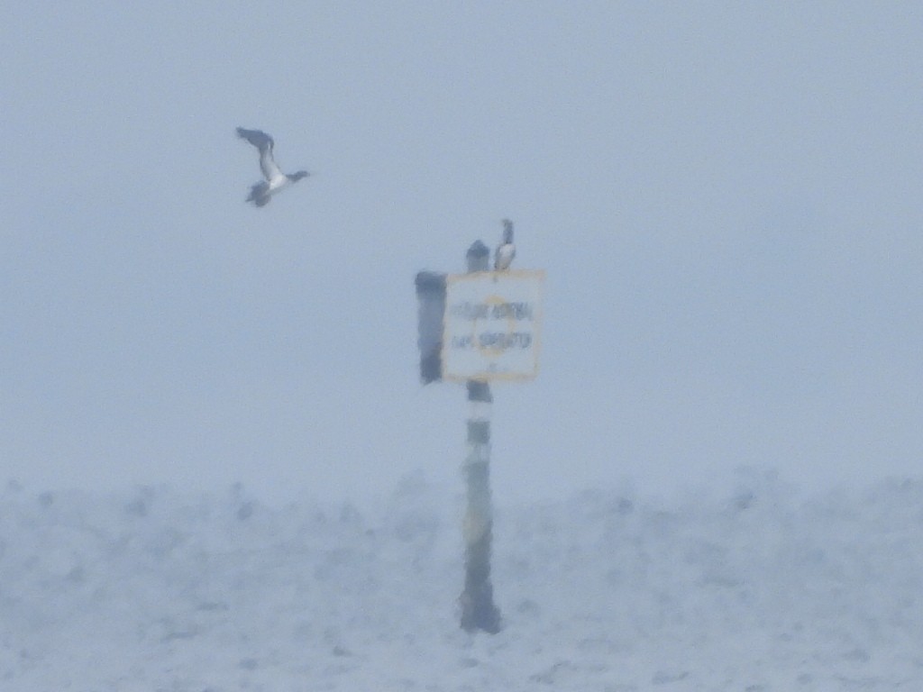 Brown Booby - ML646754872