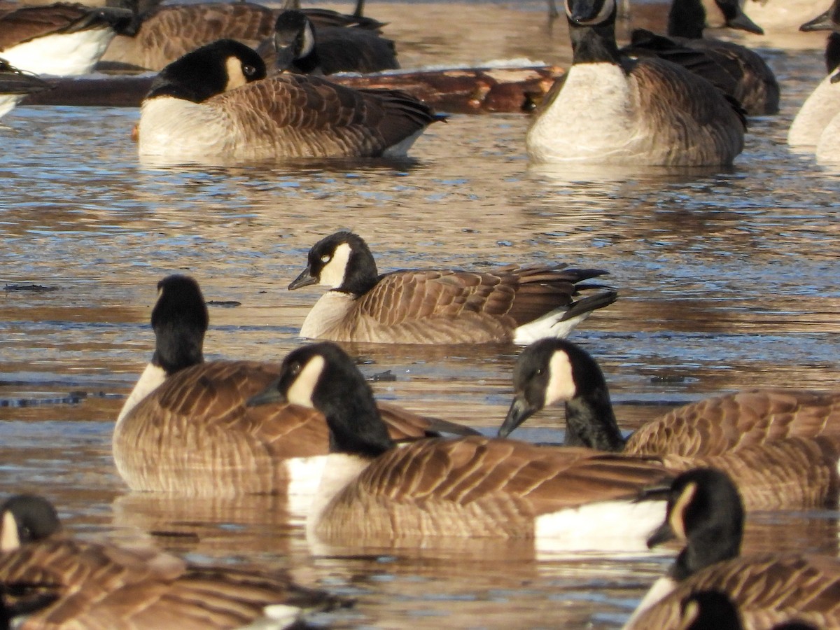 Bernache de Hutchins - ML646754876