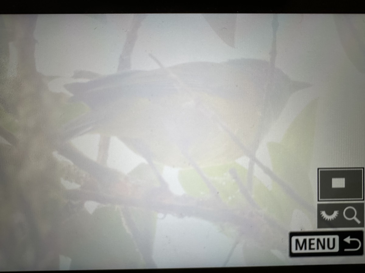 Tangara capucin - ML646754877