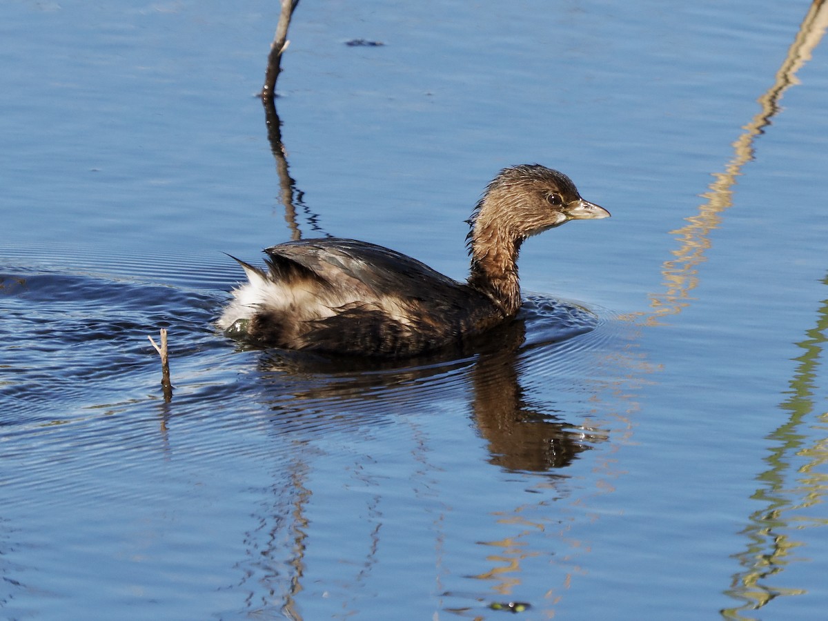 Pied-billed Grebe - ML646754878