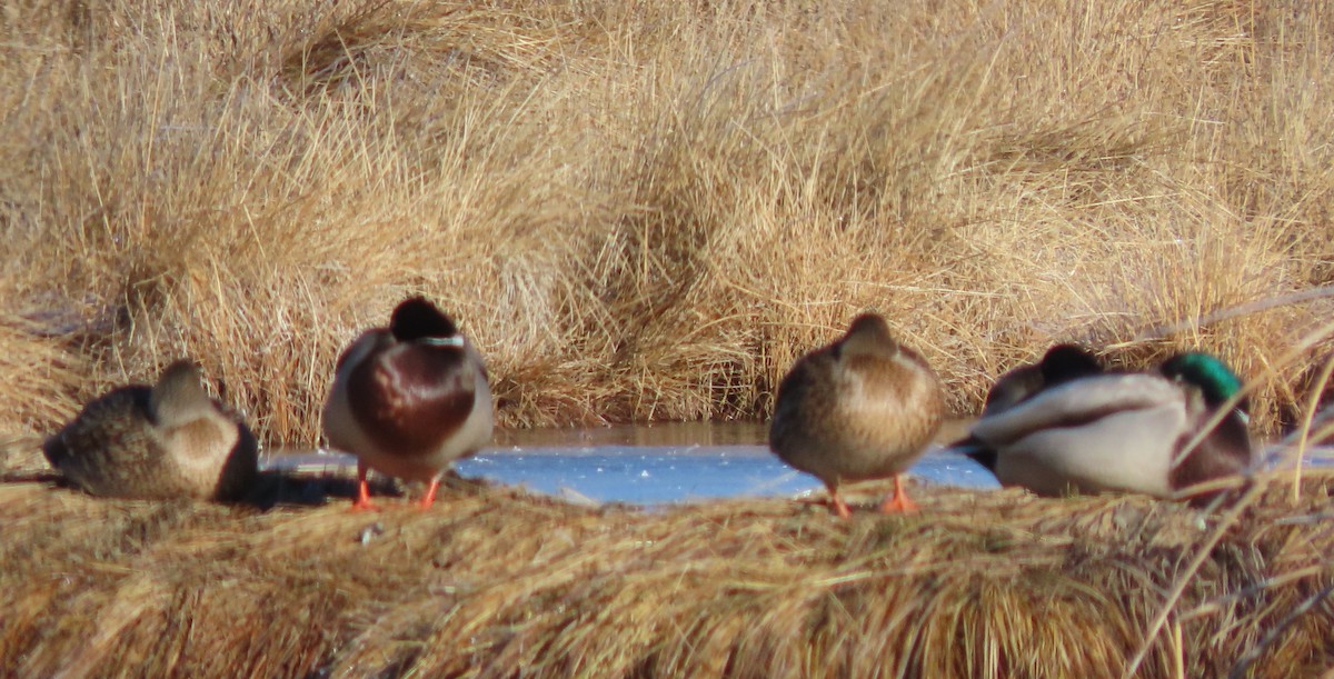 Mallard - ML646754879